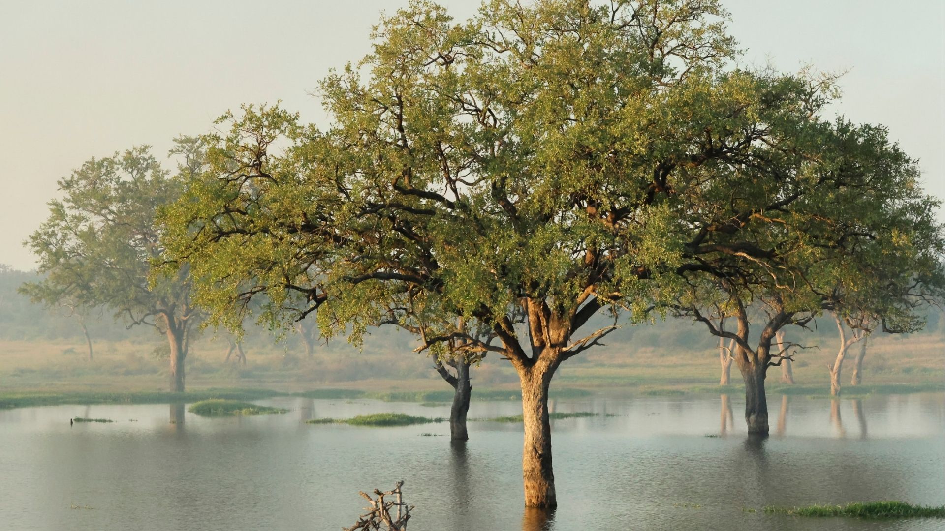 silent-sentinels-the-trees-of-Kruger