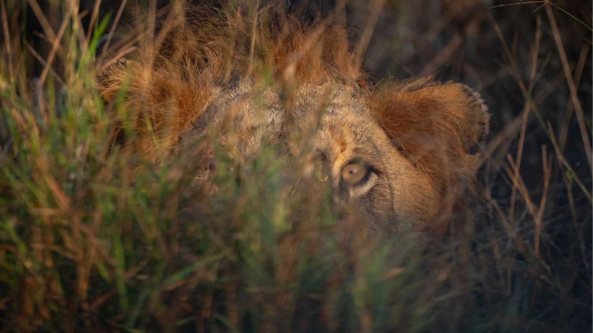 the-big-cats-of-kruger